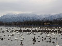 もっとも全然雪がないので、ちょっとがっかり。 
まあ、地元の人にとっては雪がない方がありがたいでしょうけど。 

さて、まずは新潟から電車で３０分ほどの瓢湖という湖に行きます。 
ここは江戸時代はじめ、徳川３代将軍徳川家光の時代に造られた湖。 
今では冬になると白鳥がたくさんやってくることで有名な湖です。 

確かに白鳥がたくさん。 