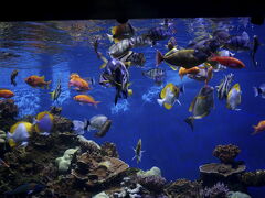 カピオラニ公園の海側にあるワイキキ水族館を見学。
ホテルに近いので家族と歩いて行きました。
私は1990年にも見ていますが、ハワイ大学による管理もしっかりした良い水族館だと思います。