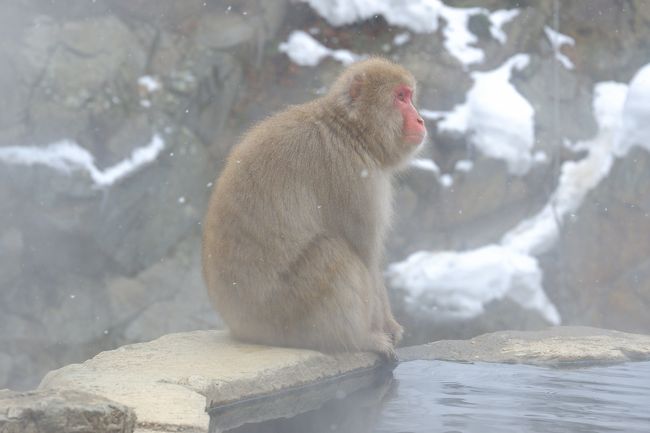 温泉猿でほっかほか 湯田中渋温泉郷 志賀高原 長野県 の旅行記 ブログ By まりもまめさん フォートラベル