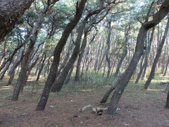 　「虹の松原」の松原の中です。太い松は見当たりません。松は一定方向に傾いていました。大陸からの季節風を防風している為です。しっかりと防風林の役目を果たしています。
