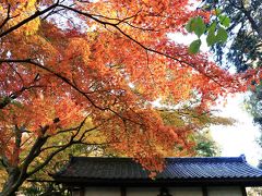 円覚寺のあとは明月院へ
アジサイ寺として有名ですが、紅葉も捨てたものではありません。