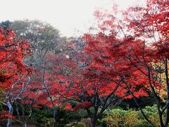 予定では長寿寺から、やはり鎌倉の紅葉スポットのひとつ、海蔵寺に寄って、源氏山へと考えていましたが、長寿寺のモミジがかなりダメージを受けていたので海蔵寺も諦め源氏山へ