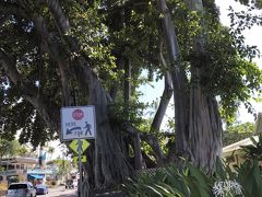 フリへエ宮殿を出た後
道路を渡ります。
この南の国独特の樹木はフリへエ宮殿内部に生い茂っています。