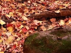 天園ハイキングコースに続く雑木林で、鎌倉の隠れた紅葉の名所と言われている場所です。特にモミジの木が多く、紅葉最盛期、光が差し込む午後には「赤い森」になります。
