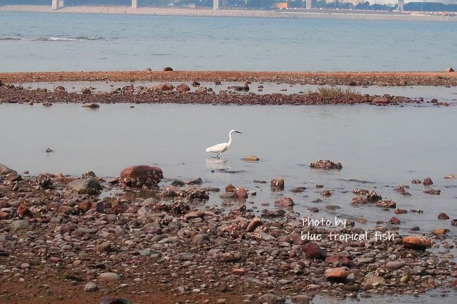 白サギがいました。<br /><br />侯王宮の近くには公衆トイレがあり、おむつ交換台があったので、娘のおむつを替えました。子供用の遊び場もあったので少しそこで遊ばせました。