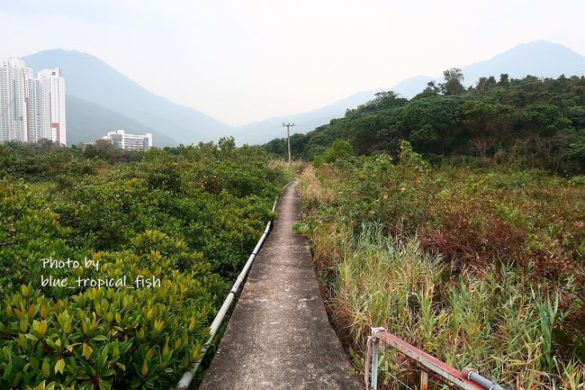 さらに歩いてマングローブ林まで来ました。侯王宮からこの手前まで娘も歩かせましたが、このあたりになると、娘が下に落ちそうで危ないので再び抱っこひもを使いました。