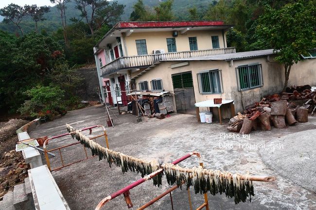 梅干菜かな？<br /><br />ここで引き返そうかと思いましたが、まだ時間が早かったので、次の村まで行ってみることにしました。