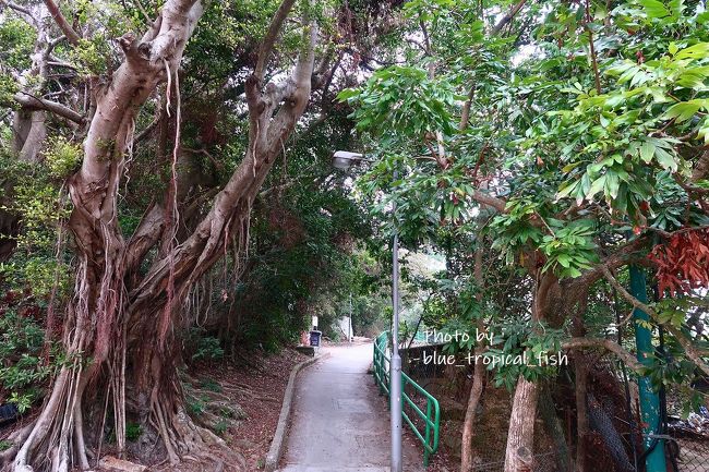 ゴンピンの大仏方面への階段は利用したことがありますが、東澳古道を利用するのは初めてです。次の村までは15分くらいの距離。