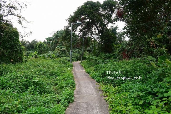 こんな道を歩いていくと、突然開けたところに出ます。