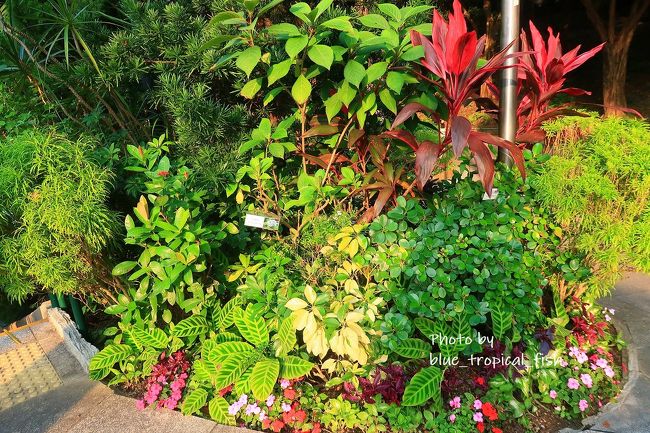 草花には名札もついていました。