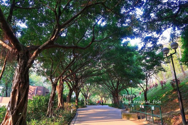 坂道というか谷の表面というか？に公園を作っている感じです。