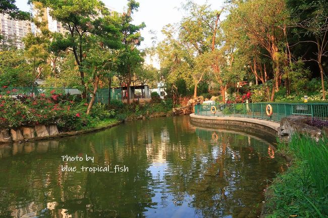 鯉も泳いでいました。