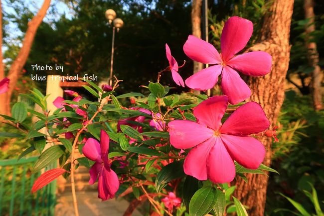 夕陽にあたったお花。