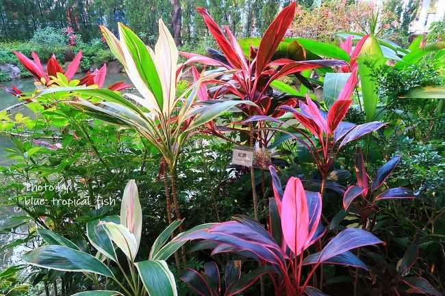 紅鐵っていうらしい。