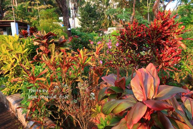 このあたりは全体的に赤＆緑。