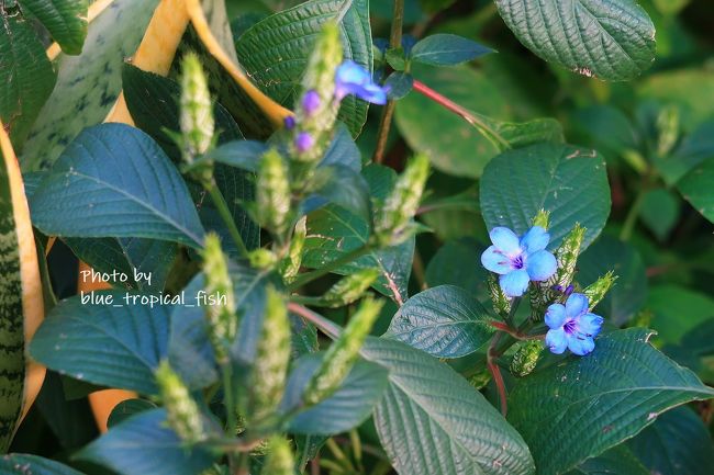 綺麗なブルー。