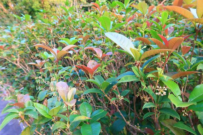 金木犀のいい香りがしました。