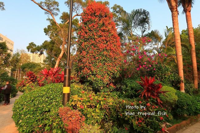 色んな植物が一緒に植わっているので、面白いです。