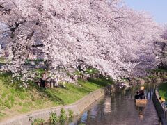 川沿いにずっと咲いている桜だけでも見事なのに、それを川面から舟に乗って眺めることができます。