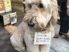 途中で見かけたどこかのお店の看板わんこ。
とっても人懐っこいかわいい子でした。

写真を撮らせていただいたお礼に、
災害募金と、この子のオヤツ代もカンパしてきました＾＾

追記

後日お店の名前を調べました。
とっても素敵な雑貨やさん！！
お店をゆっくり拝見すればよかったぁぁぁ(;'∀')
次はお邪魔しますね♪

http://www.tef-tef.cc/index.php
