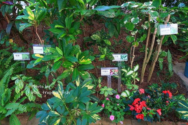 草花の名前がわかるようになっていて勉強になります。