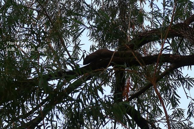 お！リスが！！