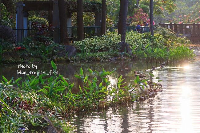 水面がキラキラ輝いていました。