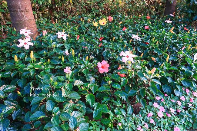 色んな色のハイビスカスがありました。