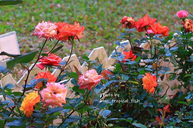 最後はバラ園でバラを見てから公園を出ました。<br /><br />かなり色々な草花が植わっている公園で、驚きました。次回は娘と一緒に歩きたいと思いました。
