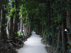一息ついたところで近所を散策
沖縄の原風景の味わえる備瀬のフクギ並木へ