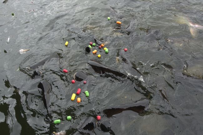 エサを入れると水面にナマズ現れる。