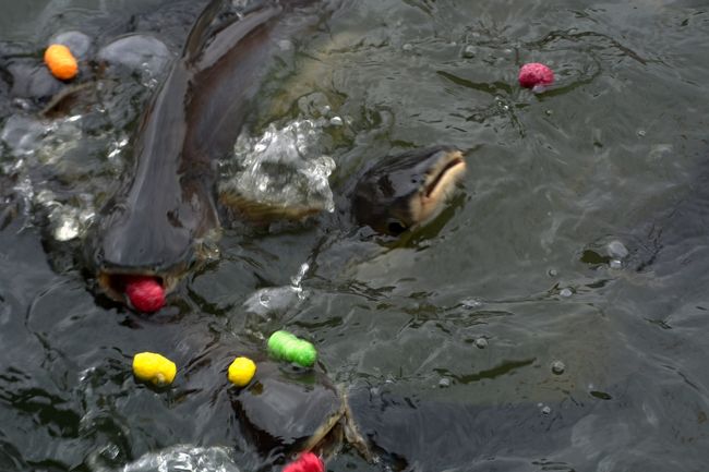 うじゃうじゃ。