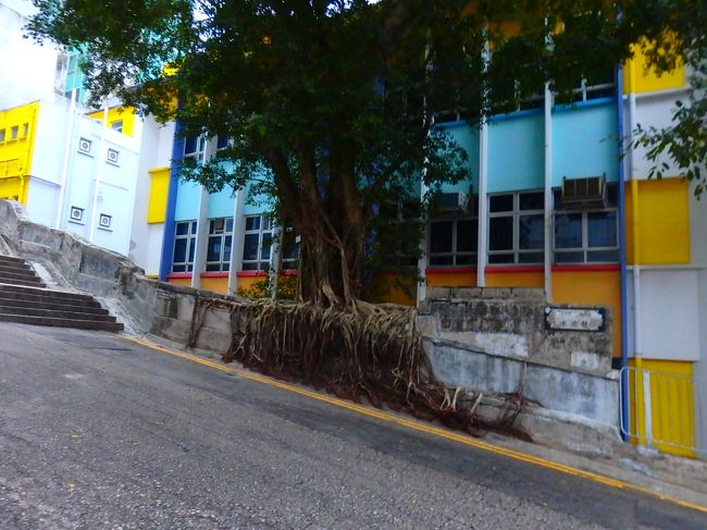 香港はこういうすごい根っこが多い