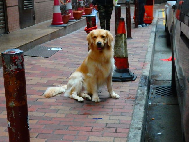 8時に蓮香居前で青蛙さんと待ち合わせしています。<br />その手前のイケてないセブンイレブン横のコインランドリー前でにこにこしていたこの人を撮りに行ってたら青蛙さん登場<br />「いまこの人になめられました」と・・・ズボンのポケット辺りがべローンと濡れてました。すごい唾液だ！ｗ