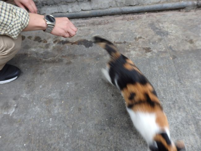 しゃがむと足元にスリスリ来るので全然顔が見えない