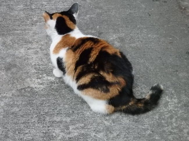 ぶれぶれの写真を何枚か撮ったところで、やっと落ち着いたけど、あいかわらず顔は見えない