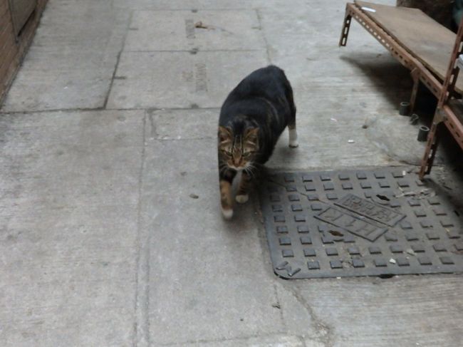 寄り道しながら・・