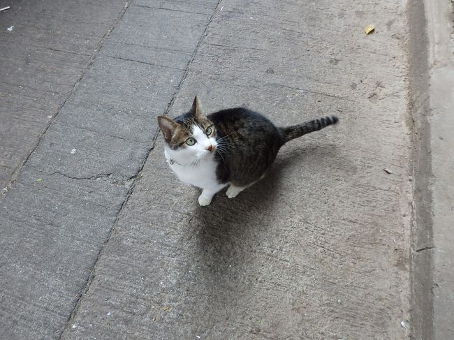 この子も・・<br /><br />おなかが空いてるんで、屋外に移転した旧麗香園に行ってみたけど、席が微妙に空いてなくて断念。<br /><br />目的のものも探せずさらに焦ってます。<br /><br />このあとチムサアチョイに行って、商務印書館とかTiny見たけど、いいお土産が見つからない！<br />