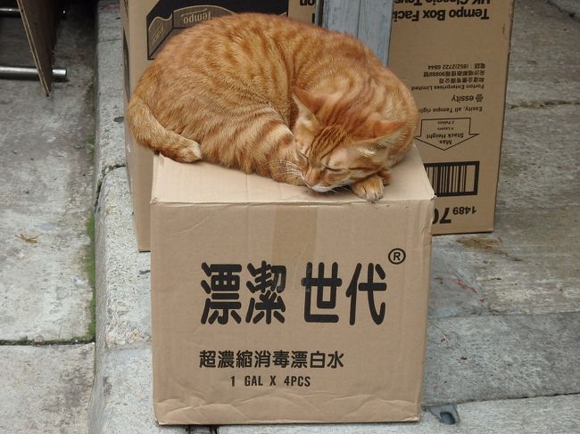 ああ、困ったー。<br />今日まだ何も買えてない(;'∀')<br /><br />と、次の写真は突然しびひろ街市です。<br />チムからMTRで、びゅーんと堅尼地城まで来て、駅のセブンイレブンでお菓子を買って食べながら歩いてます・・・（おなかすきすぎた）<br /><br />