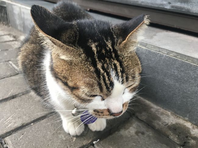 この、おひげのところのブツブツ柄がめっちゃかわいい♪