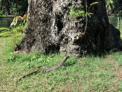 朝食後はそのまま歩いてルンピニー公園へ。
ホテルから徒歩4分くらい。
昨日歩き疲れて諦めたスワンボートに乗るのが目的です。

オオトカゲ、探さなくてもあちこちに出没します。
池のそば歩いていれば必ず見つかると思います。
もう慣れちゃって、だいぶ近くまで寄れるようになった。
触ってる外人もいました。