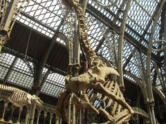 　オックスフォードで一番行きたかった自然史博物館に到着。中に入るとそこは温室。あっ暑い！
