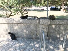 ◆リオ2日目
ホテル前のフラメンゴ公園までお散歩に行ったら、フラメンゴ公園がねこねこ天国になってました