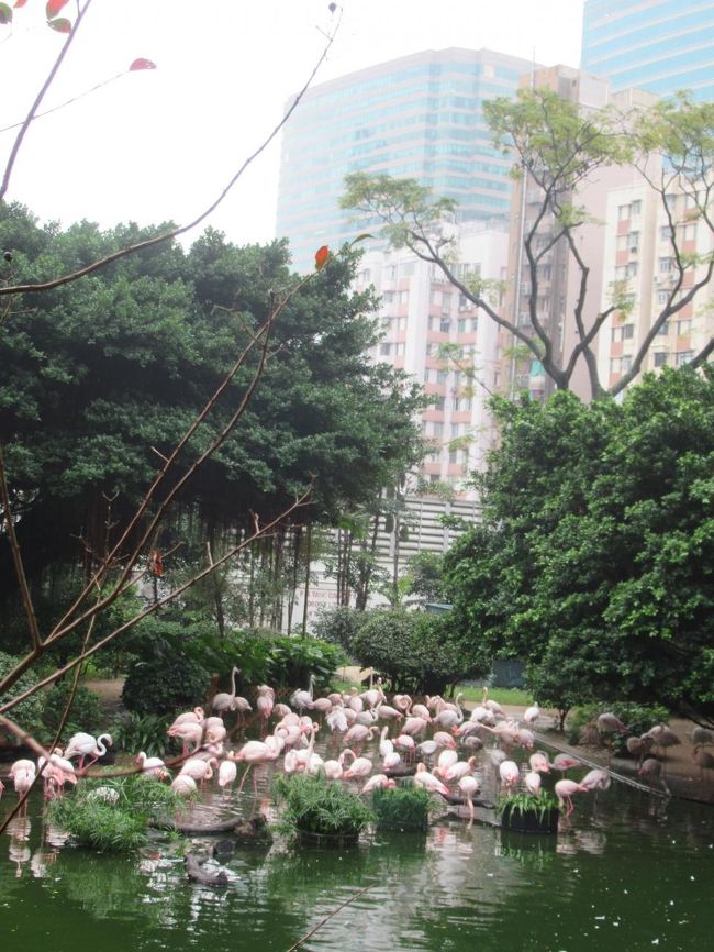 MTRに乗る前に、九龍公園でフラミンゴを見てきました。<br />9時過ぎていたのですが、太極拳やヨガをやっている人たちがいました。