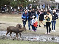 奈良県庁向かいの奈良公園
鹿と戯れる外国人観光客の皆さん。