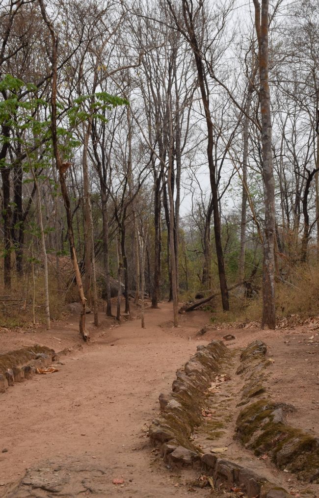 簡単な公園地図を貰って、人気のない道に入ります。まだ日差しが弱く、涼しい山道です。