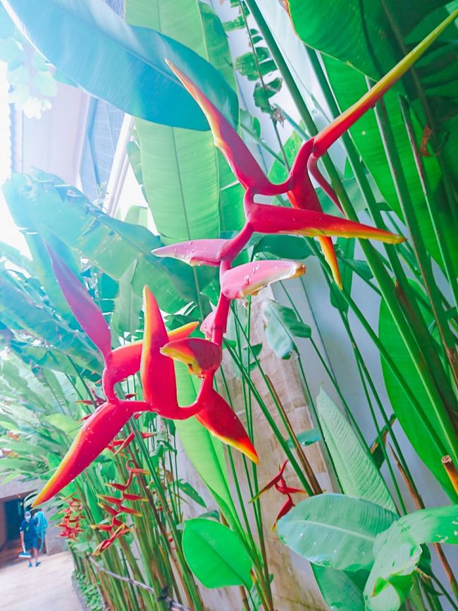 「Fairmont Sanur Beach Bali」<br /><br />暖かい所で良く見かける植物。可愛いー。<br />手裏剣みたいなのでにんじゃりばんばんと呼んでいました。