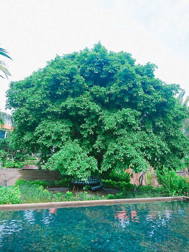「Fairmont Sanur Beach Bali」<br /><br />良く手入れされています。大きな木。<br />バリ島で良く見かけるのですが、大きな木にチェック柄の布が巻かれている事があるんですよね。<br /><br />※調べて見ました！<br />「バリ島では両手を伸ばしても抱えきれないくらいに太くなった木には、何か棲まれていると考えられ布を巻いてお供え物をし、棲んでいるものを邪魔してはならないと言われているそうです。」