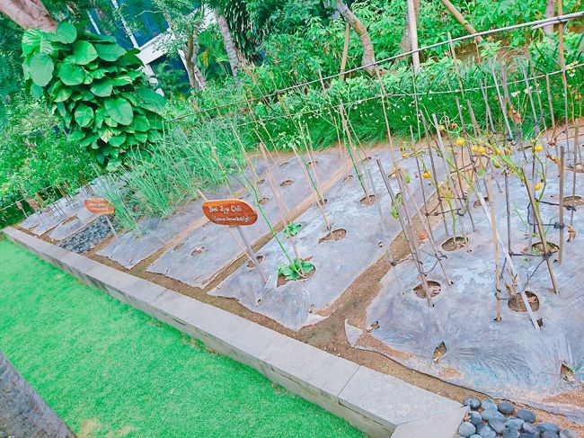 「Fairmont Sanur Beach Bali」<br /><br />レストランの料理に使われているのでしょうか？<br />レモングラスやその他色々なハーブが植わっていました。<br />なんかほっこり。