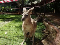 アーミーダック後は動物園を自由散策です。
めっちゃ近い！